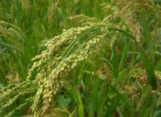 Zapomniane gatunki roślin uprawnych