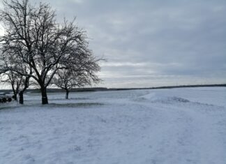 Prognozowanie źródłem rolniczych tradycji?