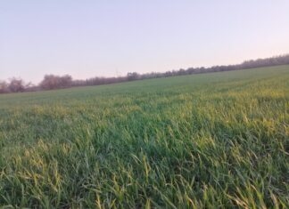 Azot – pierwiastek plonotwórczy