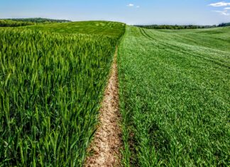 O biostymulatorach i uprawie bezorkowej