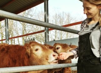 Produkcja czosnku i wołowiny na Śląsku
