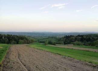 Drzewa pośród pól – tracone dziedzictwo wsi