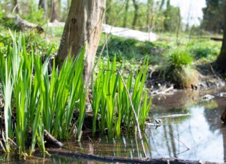 Maj na polskiej wsi – prośby o dobry plon