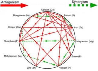 Składniki pokarmowe – wzajemne relacje i ich dostępność