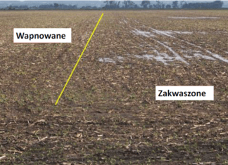 Roślina potrzebuje właściwego pH gleby