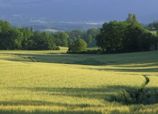 Kapliczka, dziki ptak i plony – bez nich nie będzie wsi