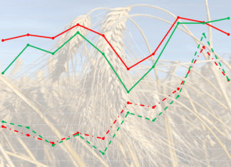Wysokie ceny zbóż na rynkach – dlaczego?