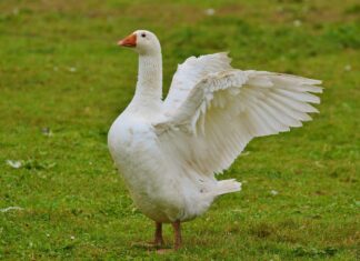 Mięso z gęsi jako produkt markowy?