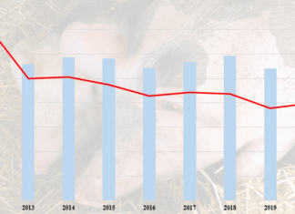 Jak wygląda opłacalność produkcji trzody chlewnej?