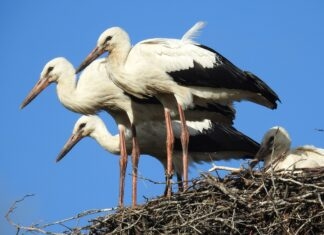 Bocian – prawdziwe polski ptak