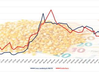 Jak wygląda sytuacja na rynku kukurydzy?