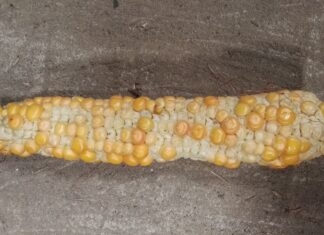 Zadbaj o kukurydzę w fazie 5 liścia