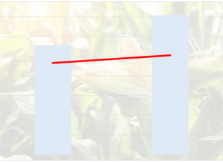 Opłacalność uprawy kukurydzy na kiszonkę a kukurydzy z przeznaczeniem na ziarno