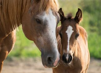 Jak wygląda dzień matki w świecie zwierząt?