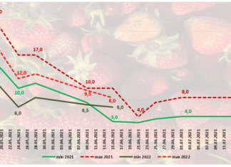 Truskawka jako polski super owoc