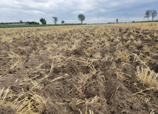 Rolniku, zostaw słomę na polu!