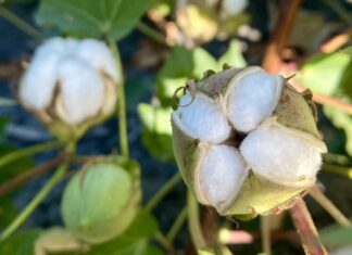 Teksańska przygoda z rolnictwem