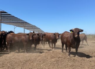 Rolnictwo w Teksasie