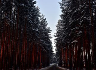 Las u zarania polskiej wsi