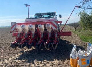 Kukurydza lubi ciepło