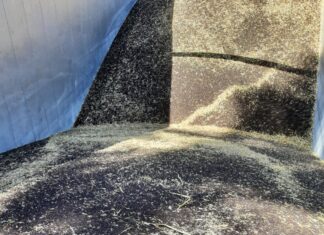 Sytuacja na rynku rzepaku