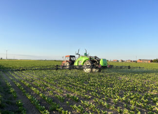 Dokarmiać dolistnie buraki cukrowe?