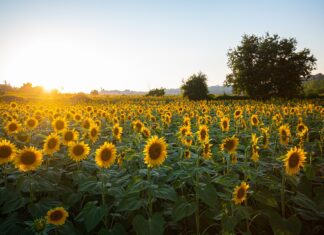 Słonecznik jako alternatywa dla rzepaku?