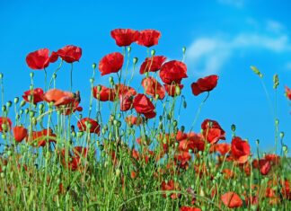 Światowy Dzień Doceniania Chwastów!