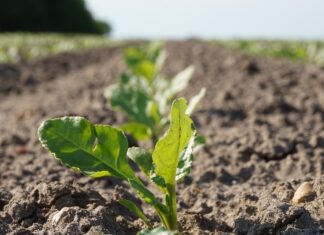 Opłacalność uprawy buraka cukrowego