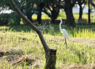 Retencja w lasach i przy drogach ptactwo wodne i leśne