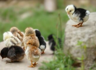 O instynkcie rodzicielskim zwierząt na gospodarstwie rolnym potomstwo kur