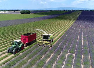 Żniwa lawendowe – południe Europy a wielkopolskie realia