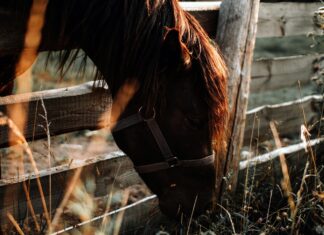 Jesień w świecie zwierząt a babie lato
