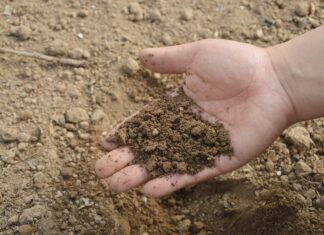Bogactwo zawarte w garści ziemi – bez gleby nie ma rolnictwa