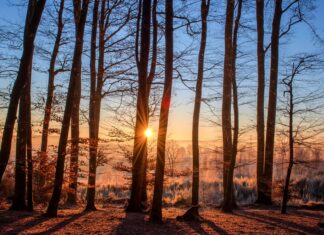 Pasy zadrzewień palącą potrzebą rolnictwa
