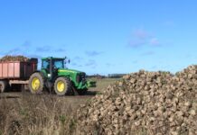 Nie lekceważ buraka!