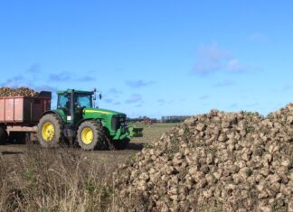 Nie lekceważ buraka!