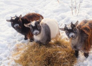Grudzień 2025 w rolnictwie: czas przygotowań do Świąt i wytchnienie po ciężkim roku