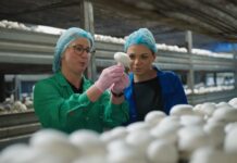 Agrokultura w krainie ciemności – czyli sprawdzamy, jak naprawdę rosną pieczarki?