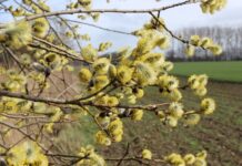 Wierzba, wiklina i wielkanocny koszyczek w polskiej kulturze.