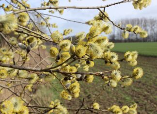 Wierzba, wiklina i wielkanocny koszyczek w polskiej kulturze.