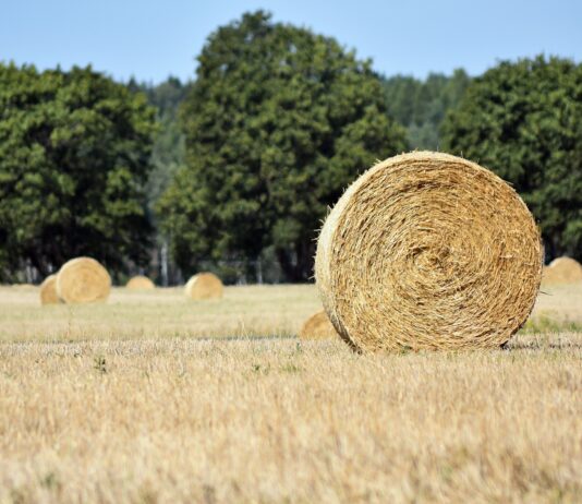 Pamiętaj o wapnowaniu